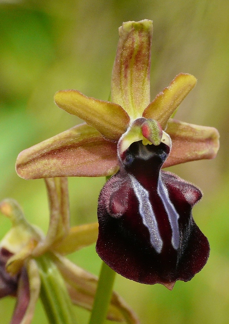 Le orchidee degli Dei: 8 giorni nel Peloponneso, marzo 2014.